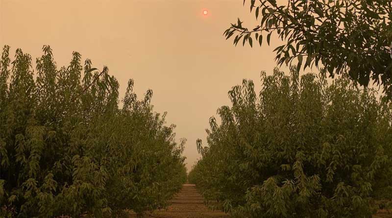 Smoke From Megafires Puts Orchard Trees at Risk
