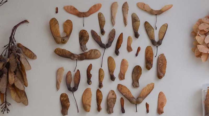 Showcasing Seeds: The Aesthetic of Diversity