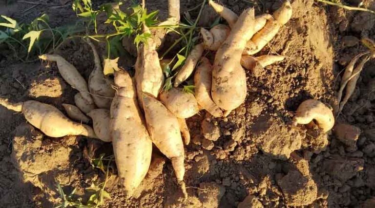 Saving Sweetpotato Diversity: How Technology is Boosting Food Security in Drought-Affected Africa