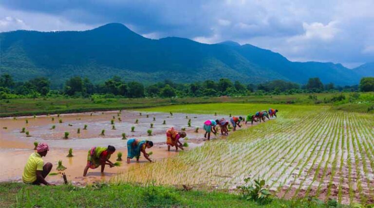 Pradhan Mantri Rashtriya Krishi Vikas Yojana (PM-RKVY): A Boost to Sustainable Agriculture