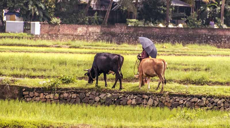 PM-RKVY: Strengthening the Backbone of Indian Agriculture
