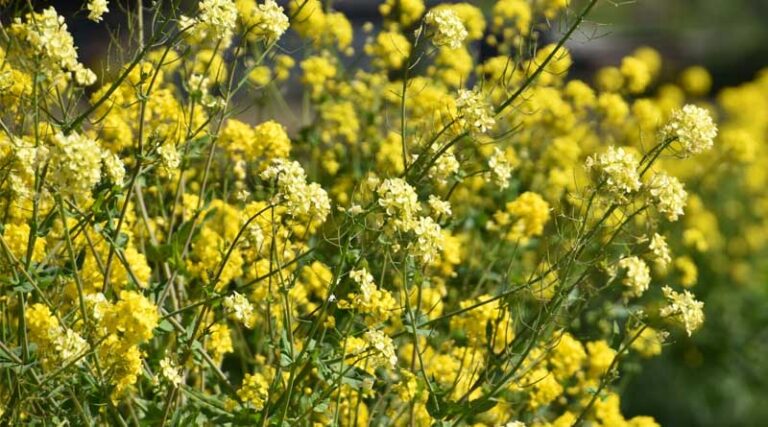Cabinet Approves National Mission on Edible Oils – Oilseeds (NMEO-Oilseeds) for 2024-25 to 2030-31