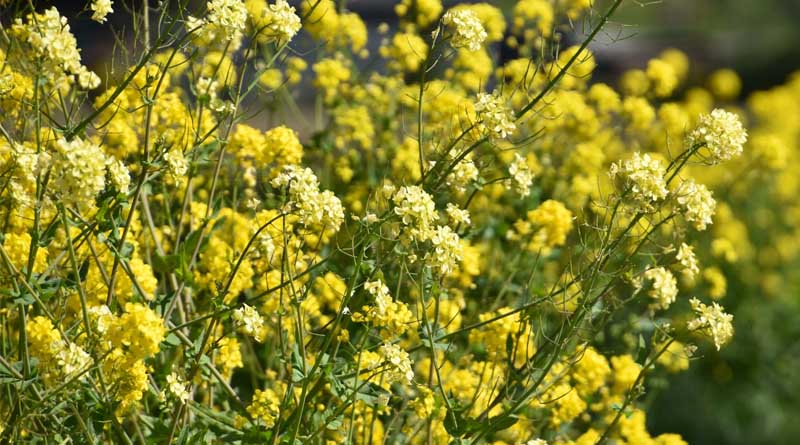 Cabinet Approves National Mission on Edible Oils – Oilseeds (NMEO-Oilseeds) for 2024-25 to 2030-31