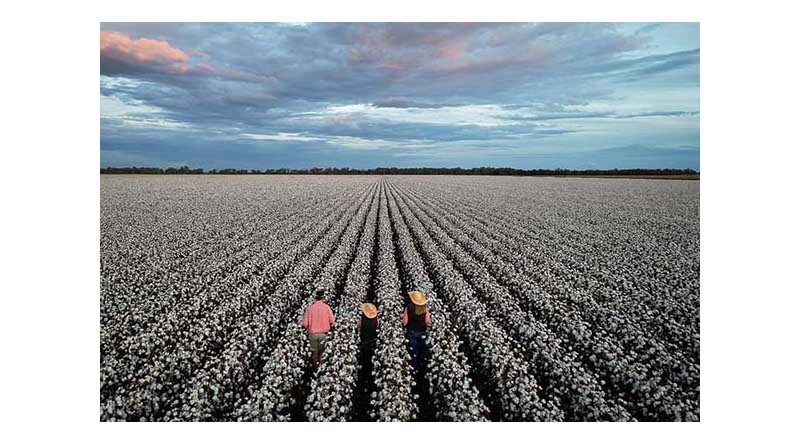 Supporting Cotton Growers In Central West NSW
