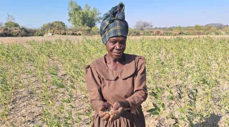 Scaling Fodder Innovations To Improve Livestock Productivity In Zimbabwe’s Semi-arid Regions