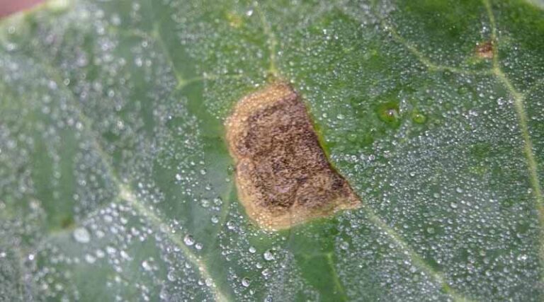 Simon’s Seasonal Insights - Autumn Brassicas, October ‘24