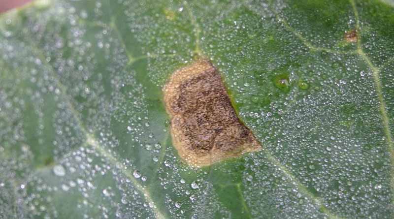 Simon’s Seasonal Insights - Autumn Brassicas, October ‘24