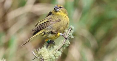 Tiny Wasp Helps Protect Island Bird Species Threatened With Extinction