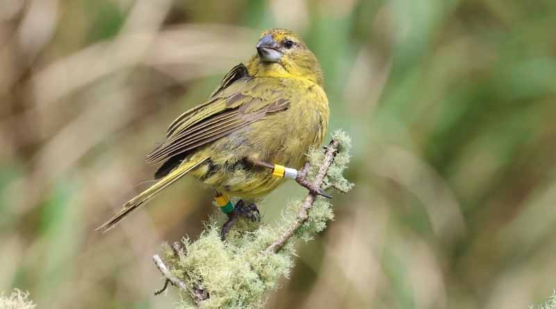Tiny Wasp Helps Protect Island Bird Species Threatened With Extinction