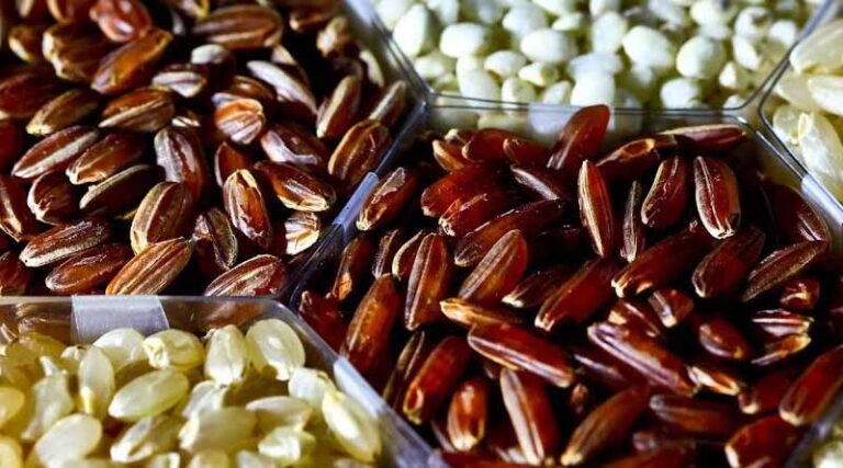 IRRI launches New IRG Collection To Accelerate Linking Trait Discovery With Breeding