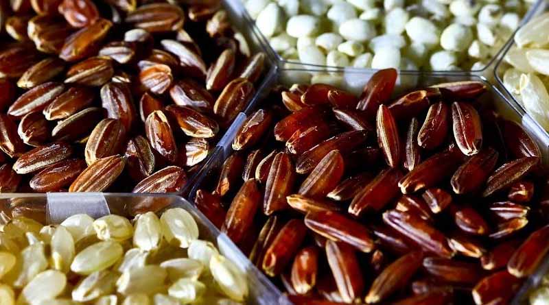 IRRI launches New IRG Collection To Accelerate Linking Trait Discovery With Breeding
