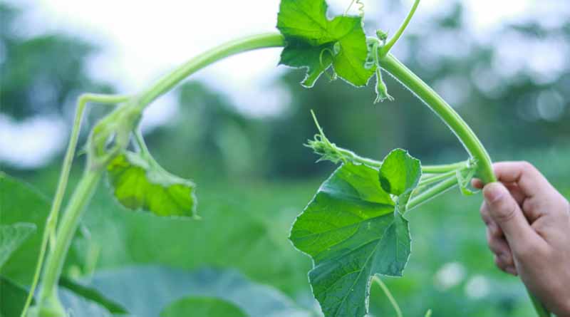 Researchers Discover How Plants Produce a Novel Anti-Stress Molecule