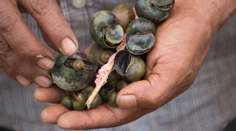 Study Reveals Invasive Apple Snail Could Spread Further In Africa