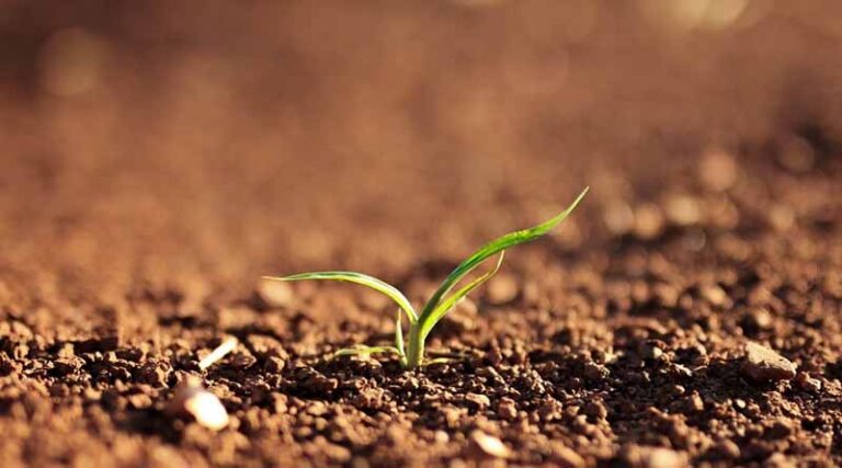 CABI Shares Expertise On Biopesticides To Support New Green Economy Centre At Swansea University