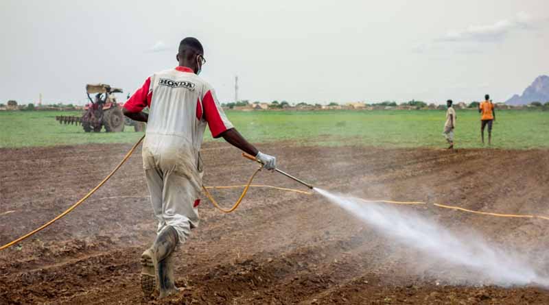 The Sudan Food Security Initiative: Helping Farmers Produce High-Quality Seed Varieties