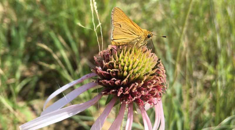 US Fish and Wildlife Service Takes a Step Towards Protecting the Imperiled Iowa Skipper Butterfly