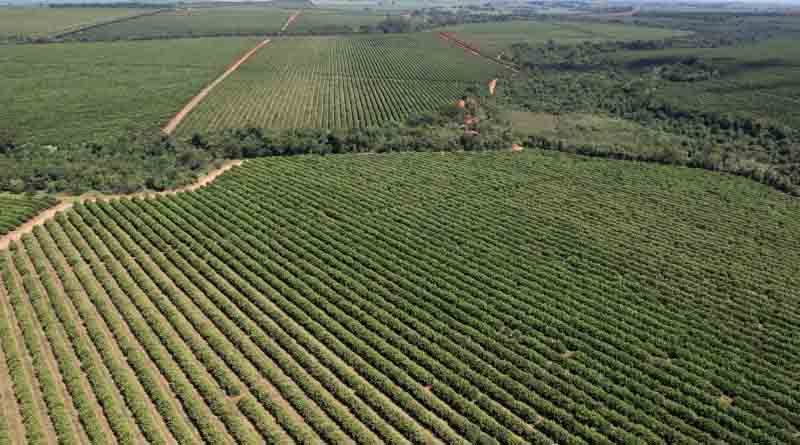 In Partnership, Citrus Giants Will Irrigate 2,400 Hectares