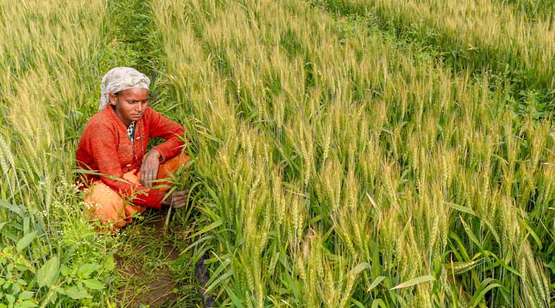 Wheat Seed Subsidy: BJP Seeks to Financially Undermine Punjab’s Farmers, alleges congress