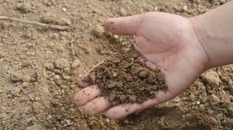 India Organic Fertilizer Market Is Projected to Grow From US$581 Million in 2024 to US$935 Million by 2031