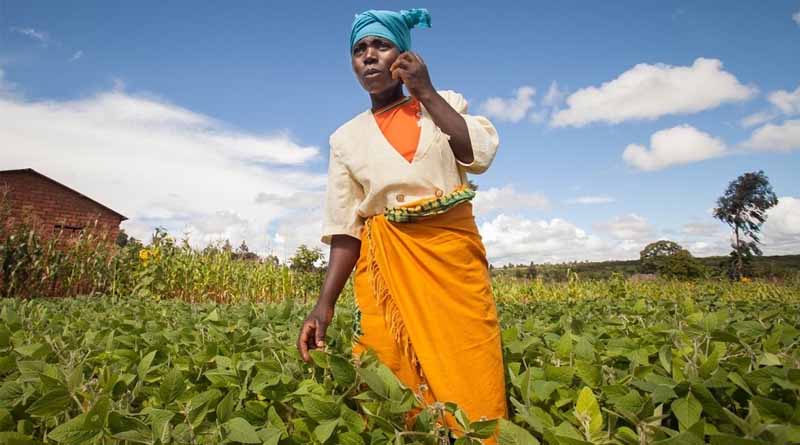 Celebrating One Health Day: How CABI Is Supporting A Healthier Future For People Animals And The Environment