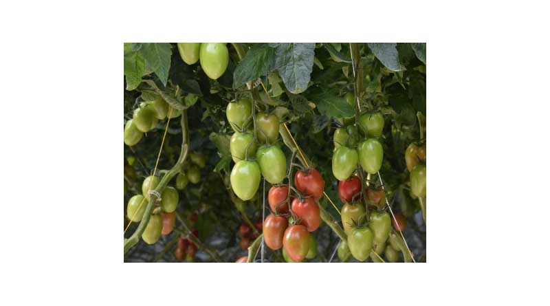Plum Tomato Vivolia Rz: Now Also An Organic Favourite With A Unique Flavour
