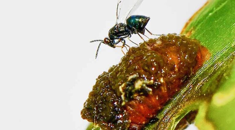 Foreign Exploration For Candidate Biological Control Agents: 75 Years Of Partnership Between Canada And CABI