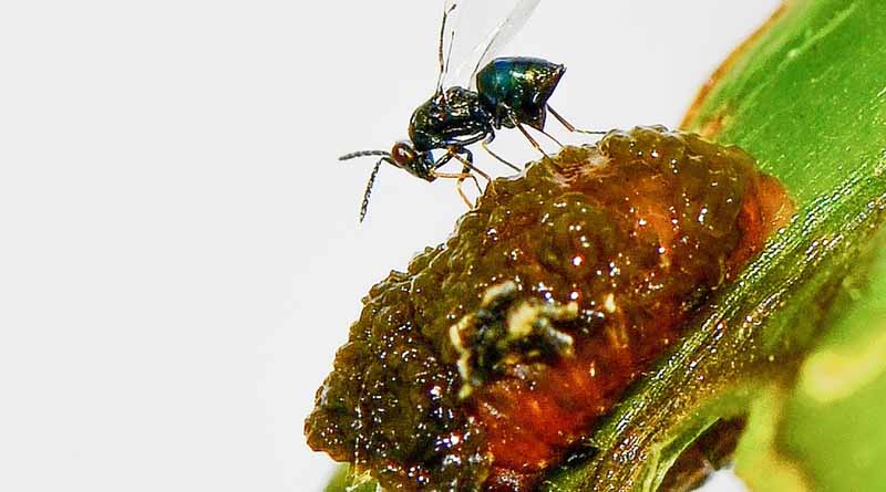 Foreign Exploration For Candidate Biological Control Agents: 75 Years Of Partnership Between Canada And CABI