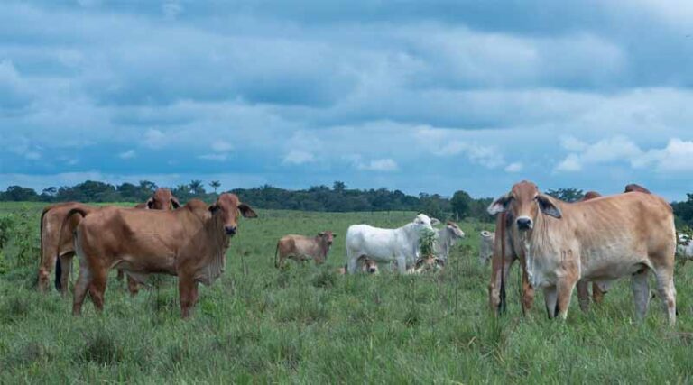 Restoring The Colombian Amazon Biome As A Global Climate Solution