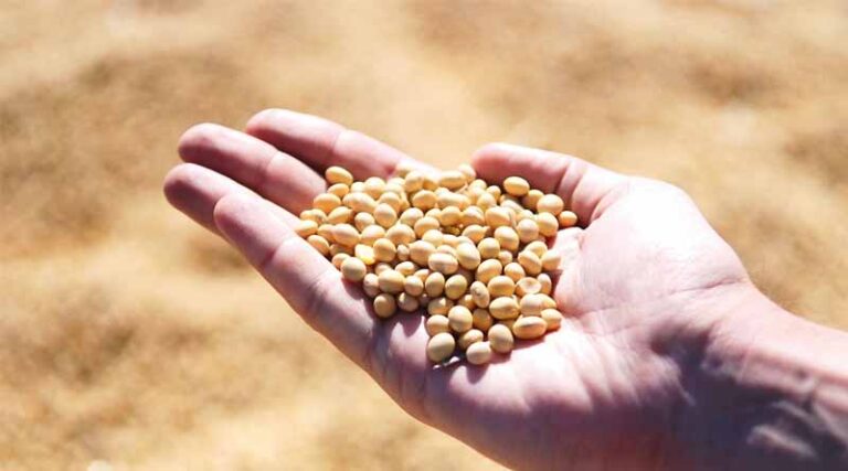 Central Govt Eases Soybean Procurement Norms for Farmers Amid Moisture Concerns