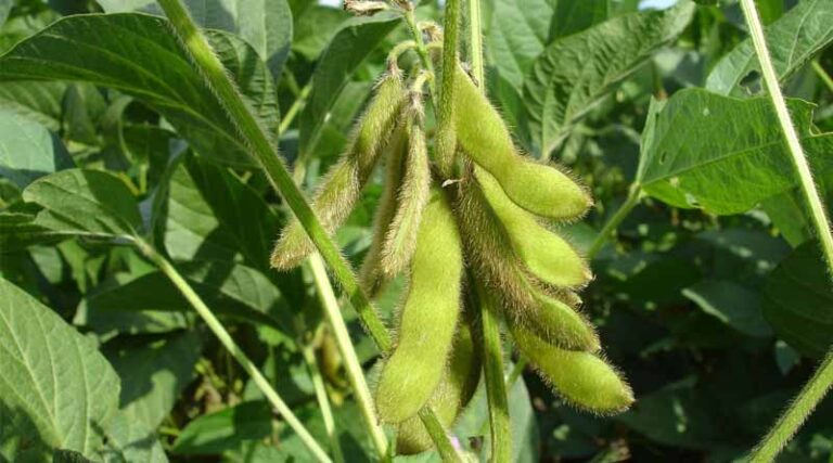 Central Government Tweaks Soybean Procurement Rules: How Will the New Norms Work