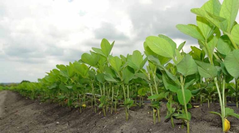 Effective Coordination Required Between State and Central Agencies to Streamline Soybean Procurement