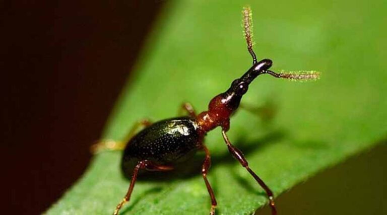 CABI Supports Project To Help Smallholder Farmers Fight The Sweet Potato Weevil In Caribbean