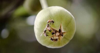 Beekeepers Battle Against Antimicrobial Resistance, Hive By Hive