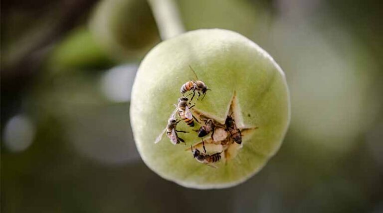 Beekeepers Battle Against Antimicrobial Resistance, Hive By Hive
