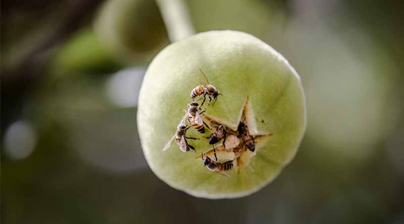 Beekeepers Battle Against Antimicrobial Resistance, Hive By Hive