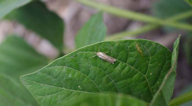 Grains And Horticulture Join Forces To Fight Pest Insects