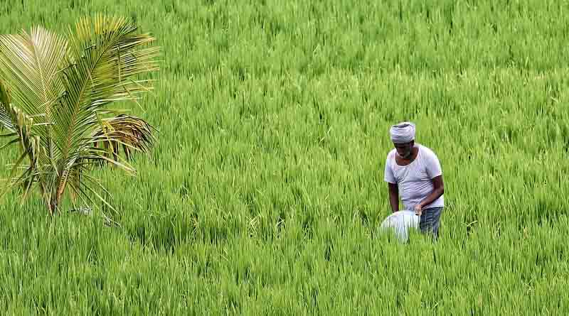 Madhya Pradesh Announces 1516 Procurement Centers for Paddy and Coarse Grains