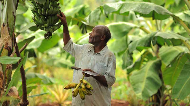 COP29: New FAO Analysis Maps Nationally Determined Contributions, Identifies Opportunities, Gaps And Risks Related To Agrifood Climate Solutions