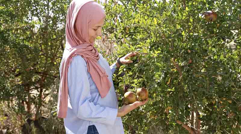 Together For Farmers: FAO and COP29 Presidency Launch The ‘baku Harmoniya Climate Initiative For Farmers’