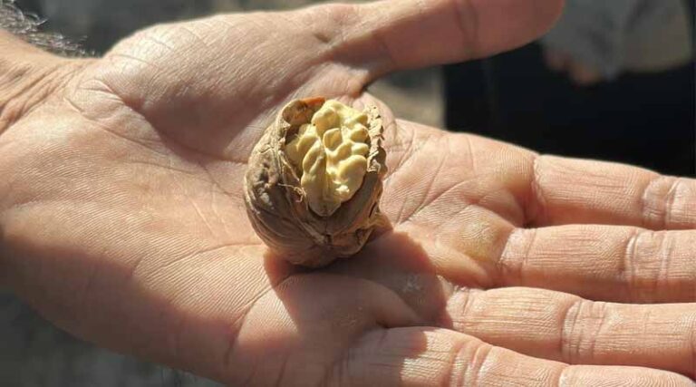 California Walnut Crop Mid-Harvest Update