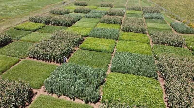 Improving Ethiopia’s Agricultural Systems Through Collaborative Research