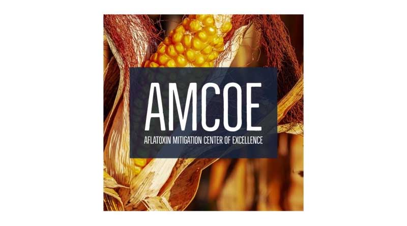 Call for Applications in Aflatoxin Research Grants