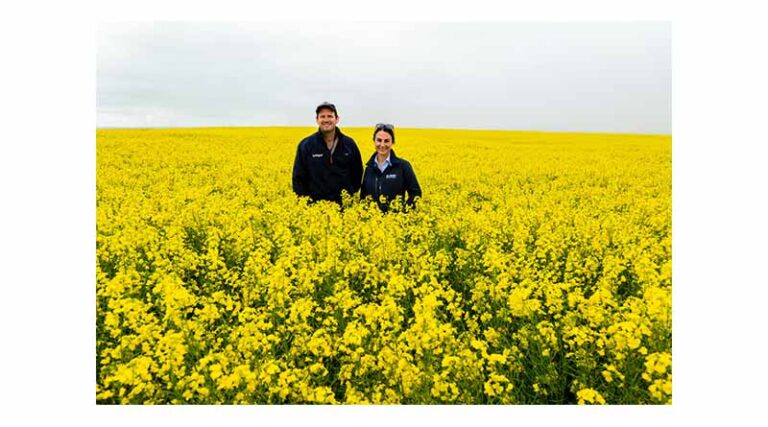 BASF Launches Two New High-performance Varieties With Invigor