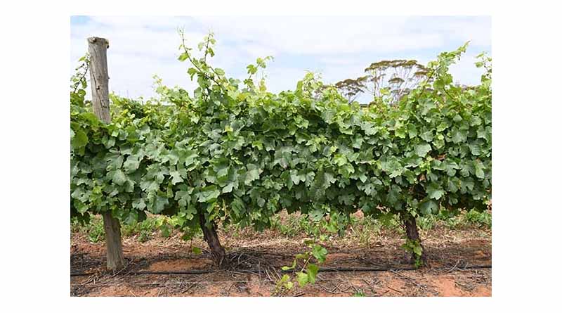 New APVMA Approvals For Verpixo Offer Broader Disease Control