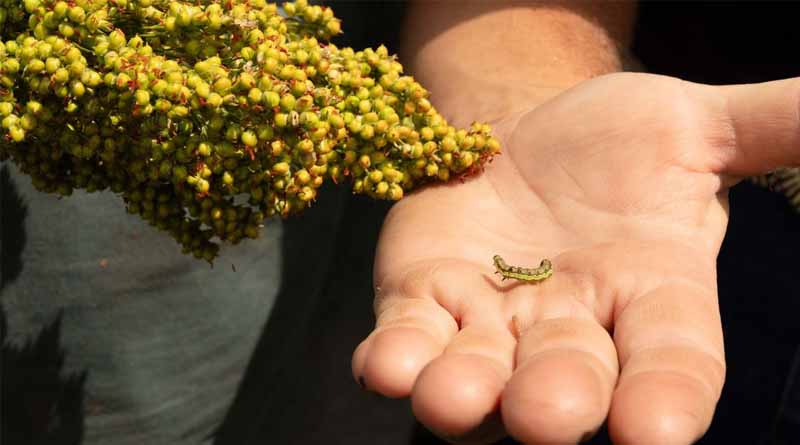 Key North And Far North Queensland Grower Issues On Agenda For Upcoming Events