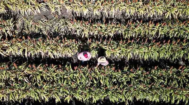 Elders Enters Into Agreement To Acquire Delta Agribusiness
