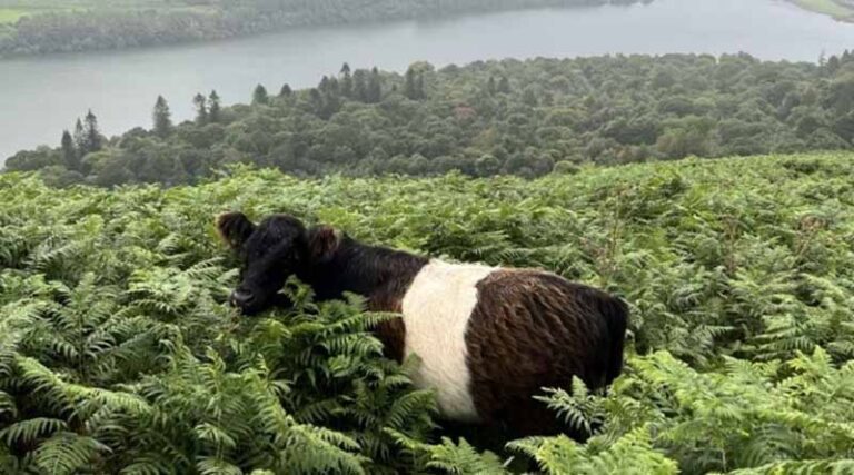Cattle Replace Chemicals In Trials To Control Bracken And Restore Habitats