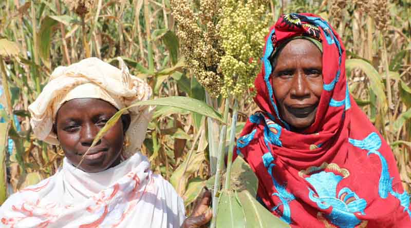 ICRISAT Open Field Day Showcases High-Yield Seeds and Climate-Resilient Innovations in Mali