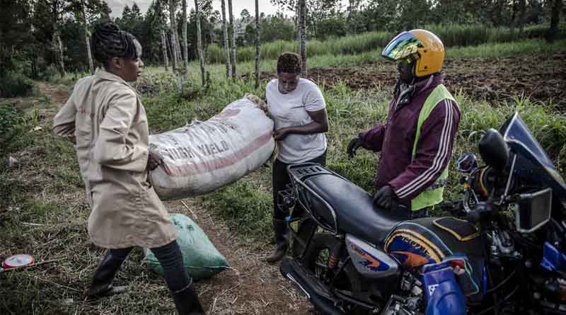 FAO Adds To Data Coverage Of Employment In Agrifood Systems