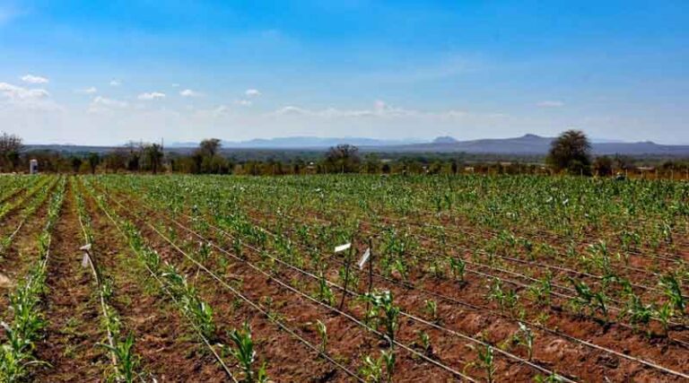 Training the Next Generation Of Plant Breeders With VACS